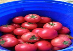 thumb_250_250_f1302adc4b8a813af9775ee793b42a4c